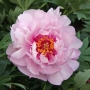 Bijūnas (Paeonia Itoh) 'First Arrival'